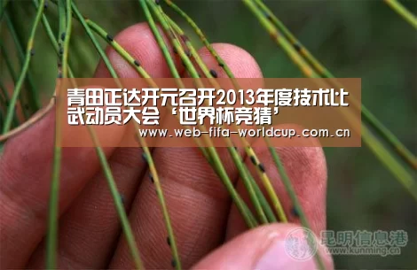 世界杯买球